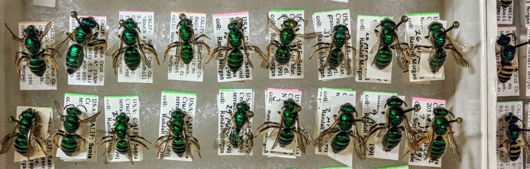 bright green halticid bees from Randy's collection