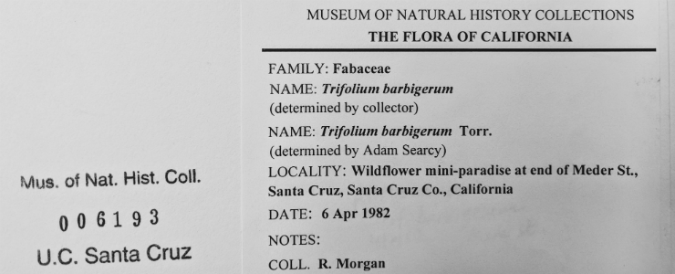 picture of a label of a trifolium species that randy collected