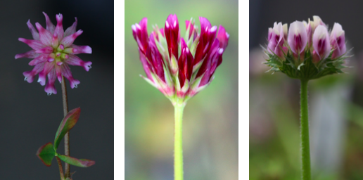 a few trifolium species