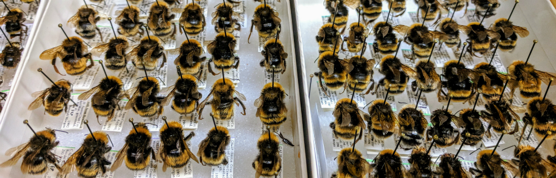 The abodomen of Bombus bees collected by Randy