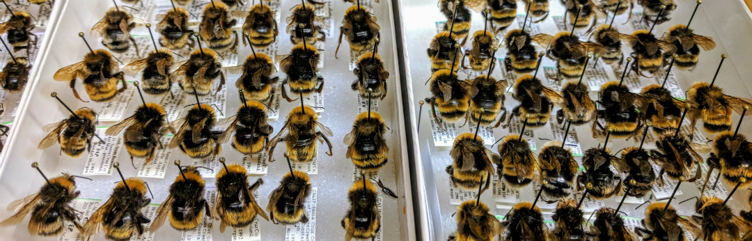 Bombus butts.