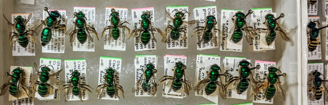 Halticid specimens with labels.